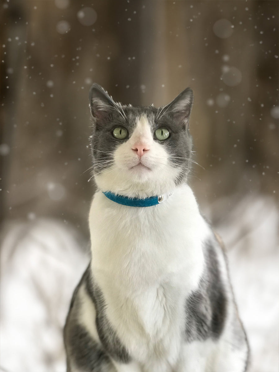 Personalized Custom Cat Collar Loden Sample
